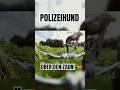 Polizeihund wird einfach über den Zaun geworfen! 🐕