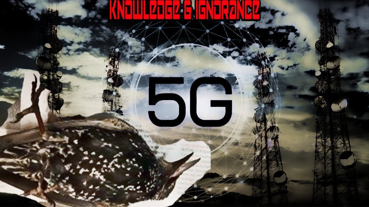 5G Kills Dutch Birds OK YouTube 5G Kills Dutch Birds OK YouTube