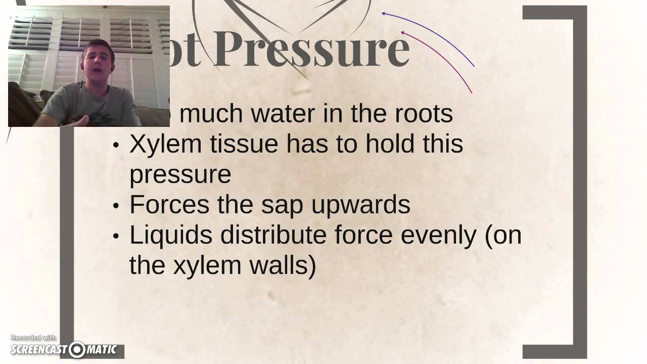 Why Are Xylem Cells Dead YouTube Why Are Xylem Cells Dead YouTube