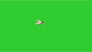 Flying mosquitoes green screen pack