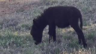 جحش صغير cute little baby donkey