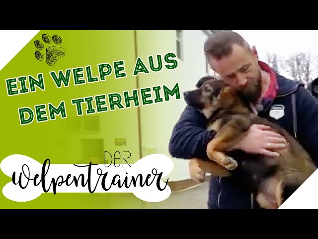 Süße Hundewelpen im Tierheim: Jetzt ein Zuhause finden! 3 sddefault