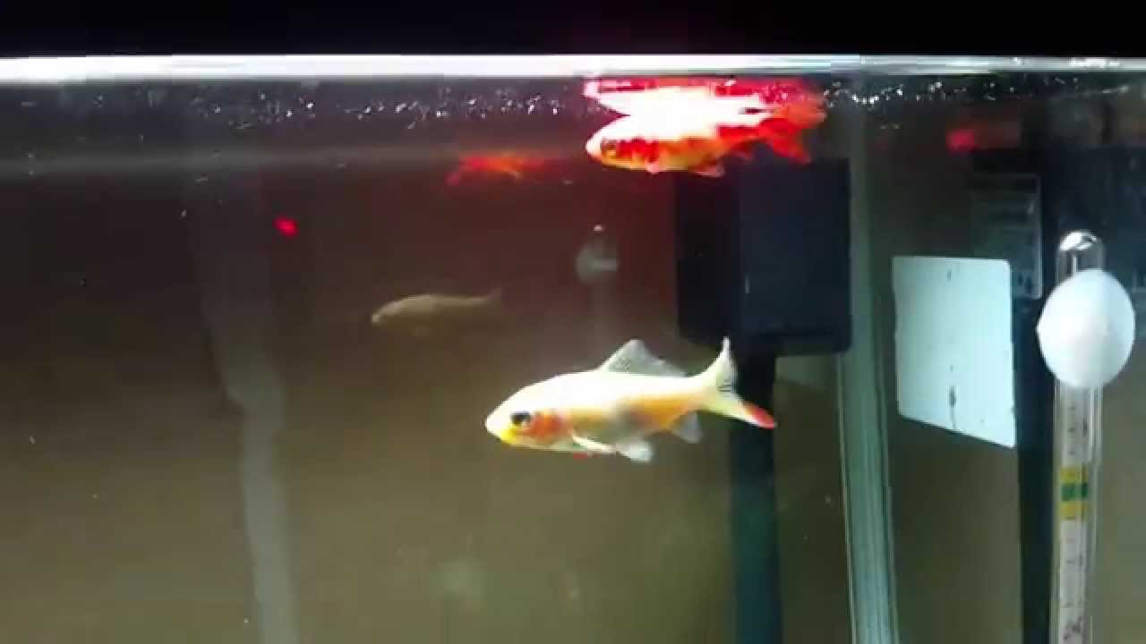 転覆病の金魚 A Goldfish With Swim Bladder Disorder Youtube