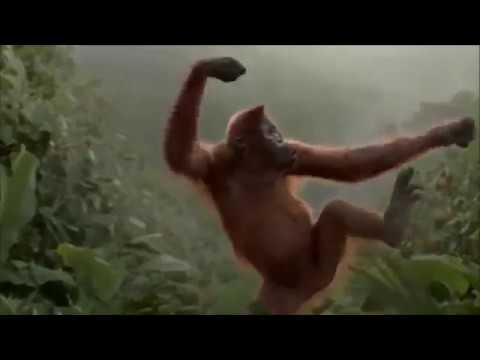 Funny Monkey Happy Birthday Song