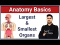 Anatomy Basics | Largest and Smallest Organs and Structures of the Body