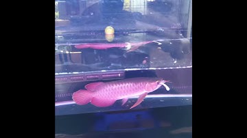 Cá rồng huyết long ăn rắn