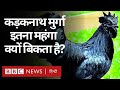 Kadaknath Chicken: दुनिया की सबसे महंगी चिकन ब्रीड, Kashmir में दो युवाओं का Startup (BBC Hindi)