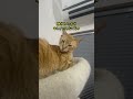 寝てる猫を邪魔してみた結果、、、笑