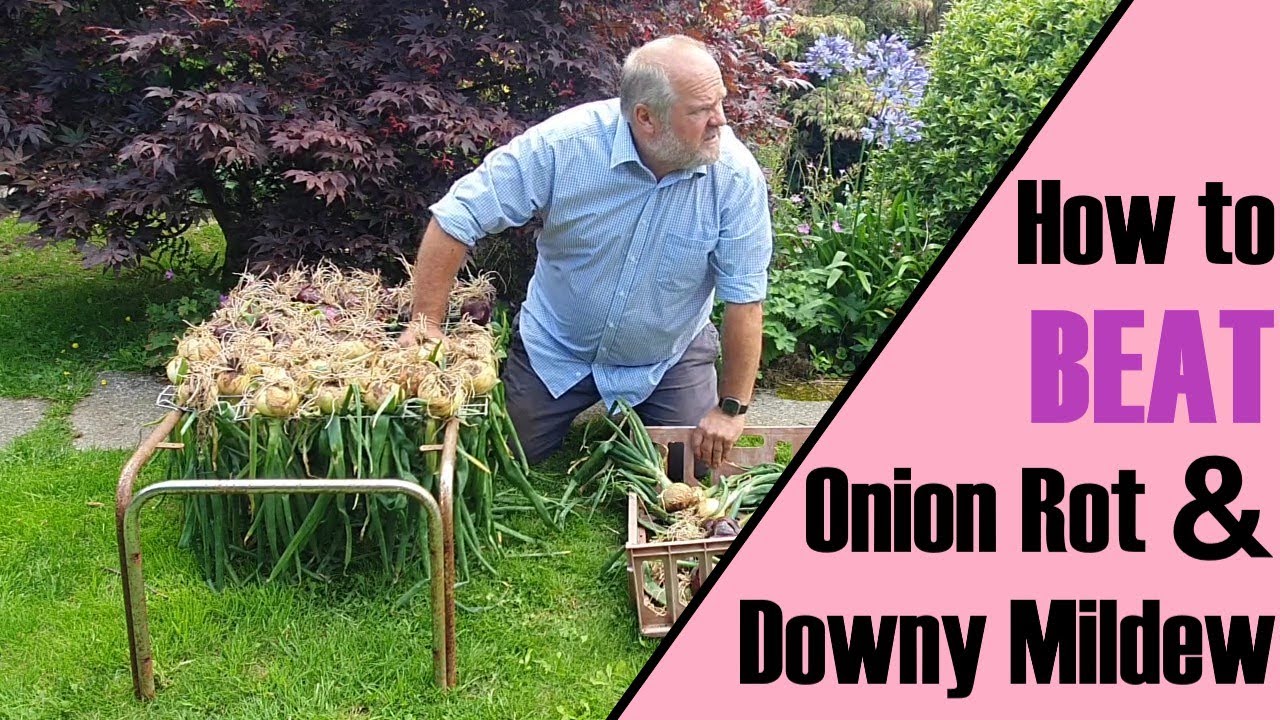 Onion harvest success against Downy Mildew and White Rot YouTube