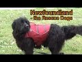 Newfoundland  -  the Rescue Dogs