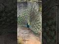Peacock peafowl