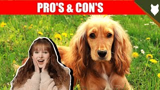 BREED PROS AND CONS COCKER SPANIEL