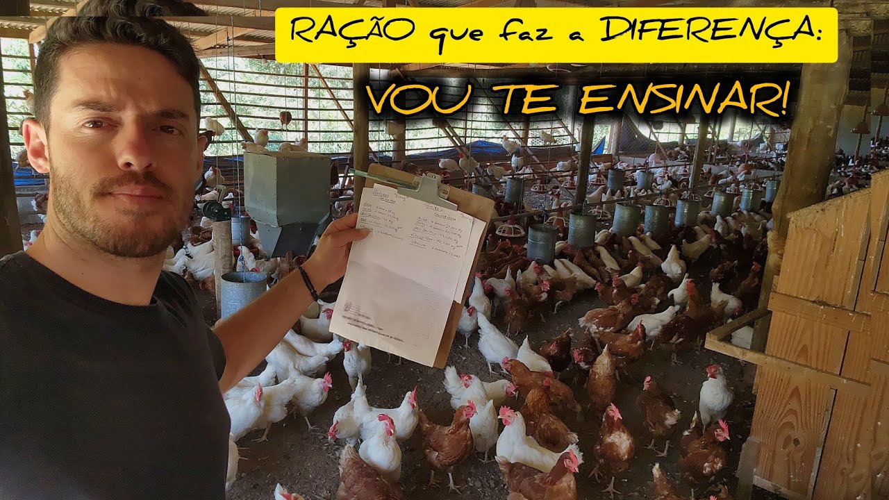 RAÇÃO PARA GALINHAS: O SEGREDO DA MINHA ALTA PRODUTIVIDADE! 🐓🥚🥚