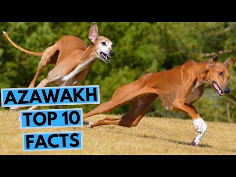Vídeo: Azawakh Dog Breed Hypoallergenic, Health And Life Span