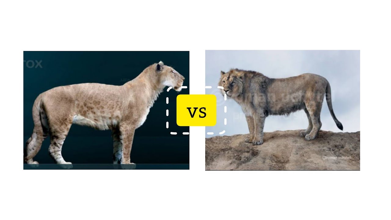 who would win in a fight between american lion and eurasian or european