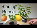 Starting bonsai from seed grown Lemon and Mandarin
