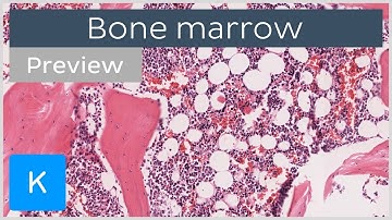 Bone marrow: location and labeled histology (preview) | Kenhub