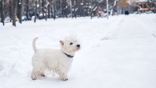 AgeRelated Health Issues in West Highland White Terriers