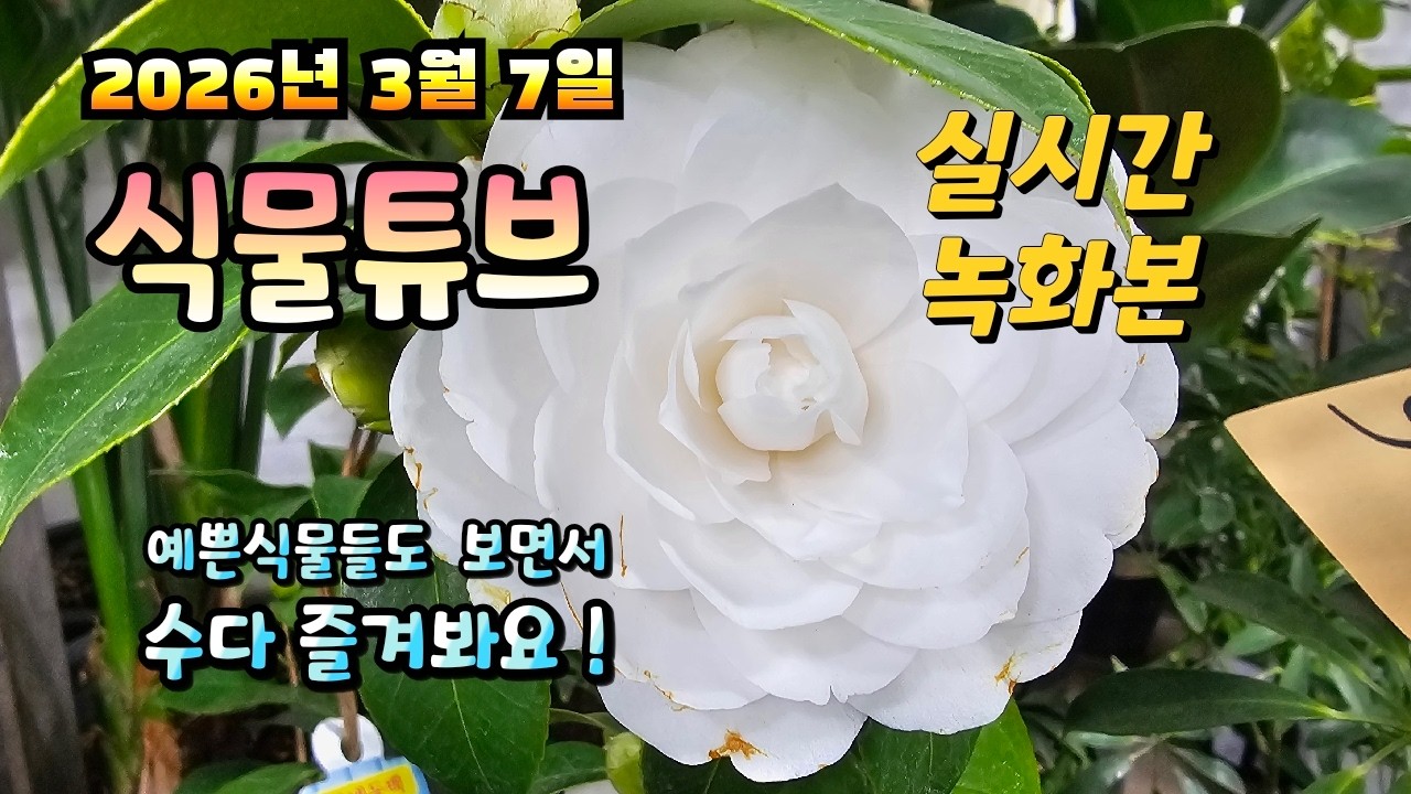 2026년 3월 7일 실시간 방송으로 예쁜식물들 시청 하시면서 수다 즐겨봐요 #양재꽃시장 #식물튜브 #식물아빠