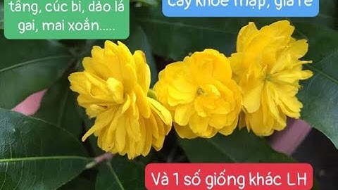 Quảng hương mộc mai, cúc quý phi, mai xoắn, cúc bi, cúc lá gai....LH 0373890503