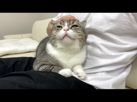 甘えて離れない猫に「ごはん食べる？」と聞いたらまさかのこうなったww