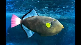 クロモンガラ　Pinktail triggerfish　Melichthys vidua