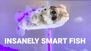 Insanely Smart Puffer Fish Porcupine Puffer Fish Diodon Holocanthus