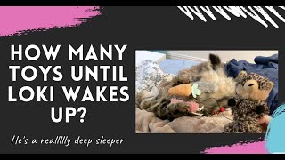 How many toys until our Siberian Cat wakes up? Funny Loki reaction! by Happy Fuel 388 views 3 years ago 4 minutes, 50 seconds