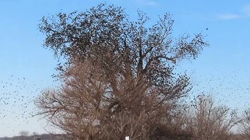 Red winged Blackbird Murmuration