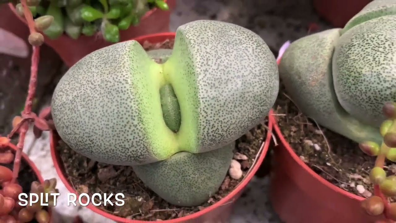 BEAUTIFUL FLOWERS IN DENMARK! AIR PLANTS 