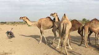 Beautiful camel drinking water in a desert village #video #virl