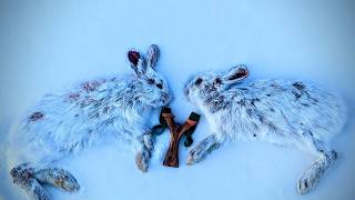 New Slingshot: Quick Hunt