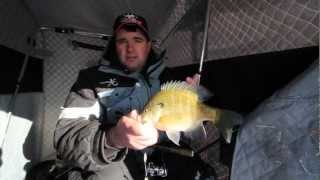Early Ice Bluegills Lake Metigoshe