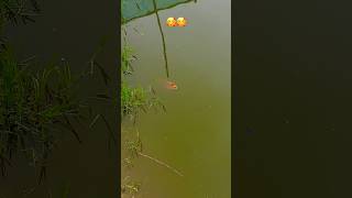 Farm site…🐠#sorts #trending #viralvideo !