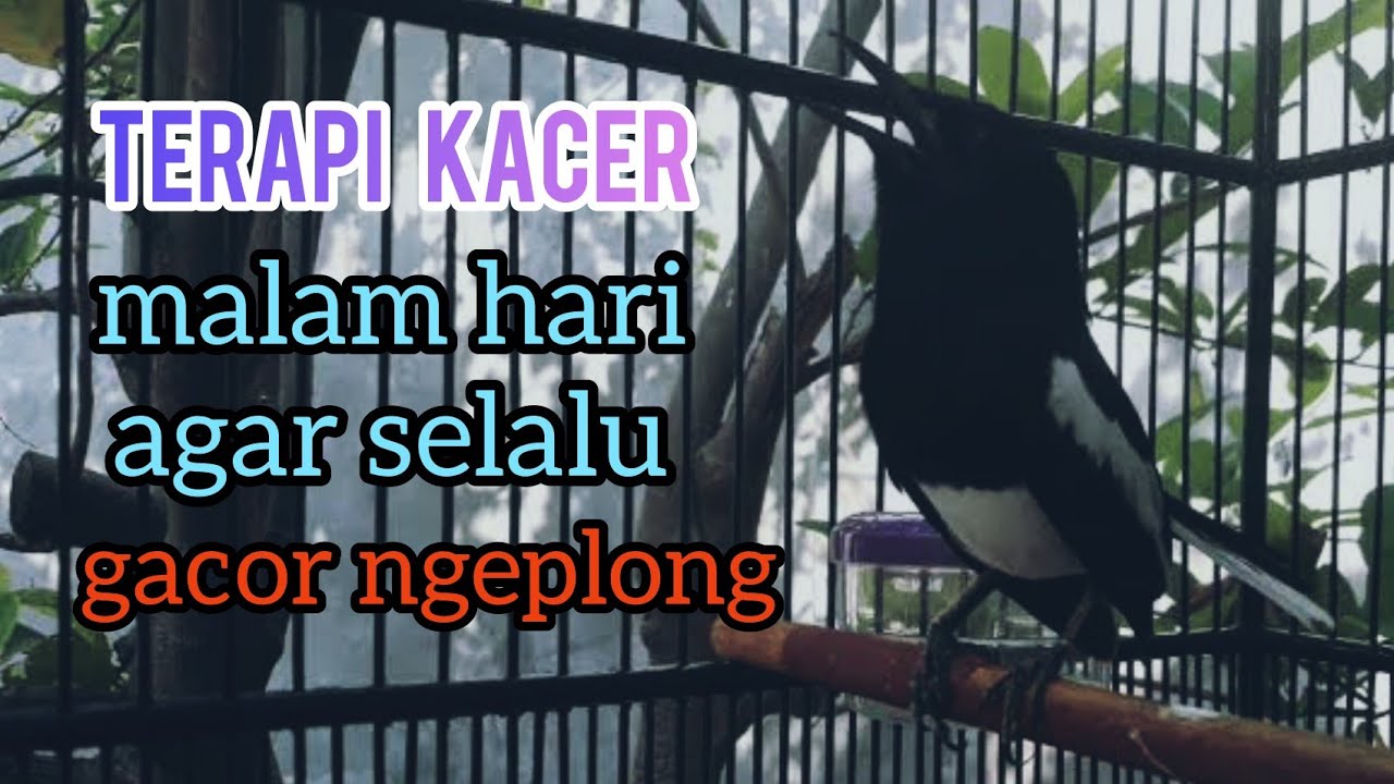 TERAPI KACER MALAM HARI, agar selalu gacor