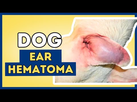 Video: Hematomul: umflarea urechii și modul de tratare a acesteia