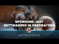 Bettwanzen auf Berghütten? Spürhund Linus geht auf die Suche