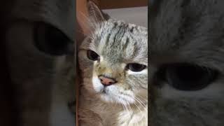 angry cat, when hungry