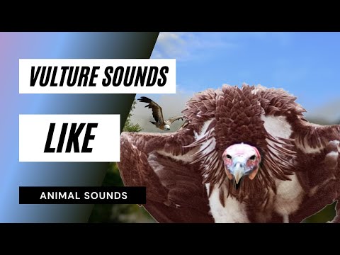 the-animal-sounds:-vulture-squawks---sounds-effect---animation