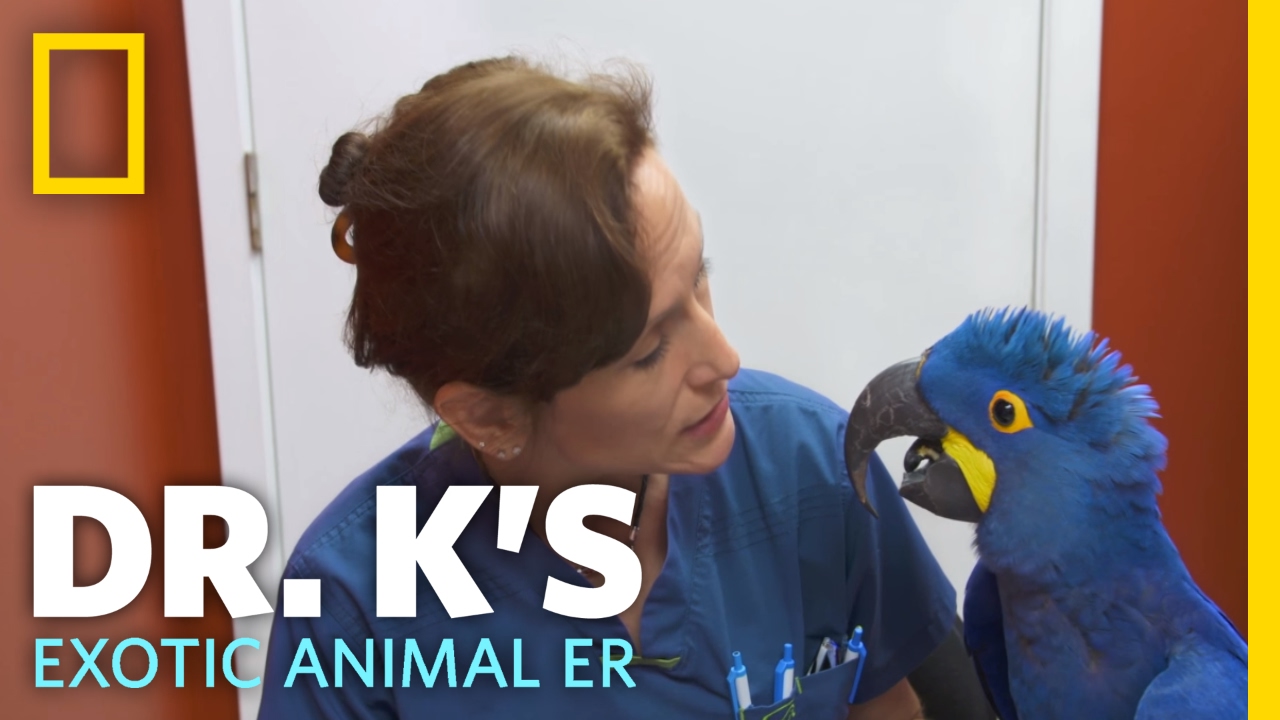 dr k veterinarian