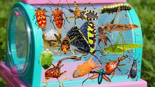 Catching Amazing Wild Insects: Strange Katydid, Rare Beetles, Stink Bugs, Assassin Bugs, Caterpillar