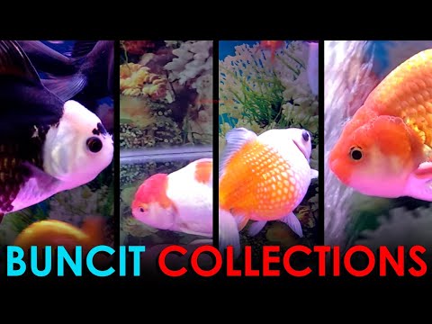 Cuci Mata Dulu: Review Koleksi Ikan Mas Koki by Iwak Buncit feat Ranchu Tiger Jumbo, Ranchu Buffalo