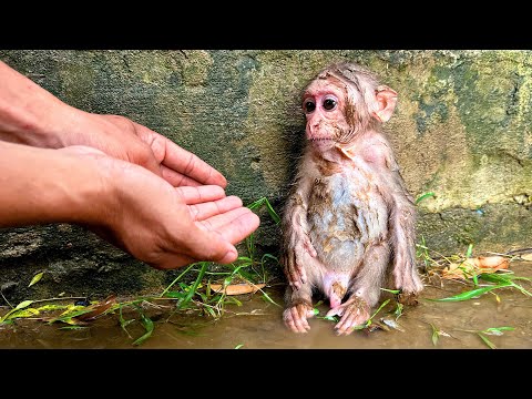 Babu Kaki
