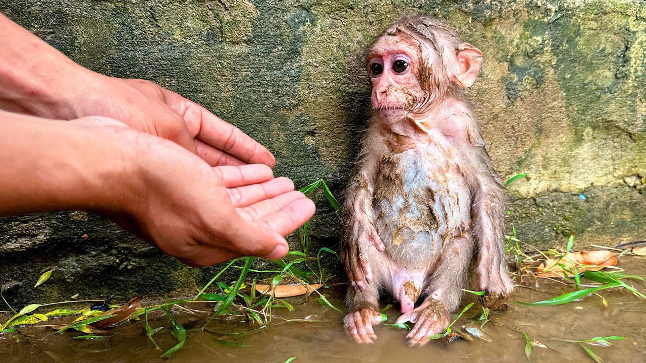 Что на самом деле случилось с семьёй обезьянки Каки? Смотрите до конца!!!