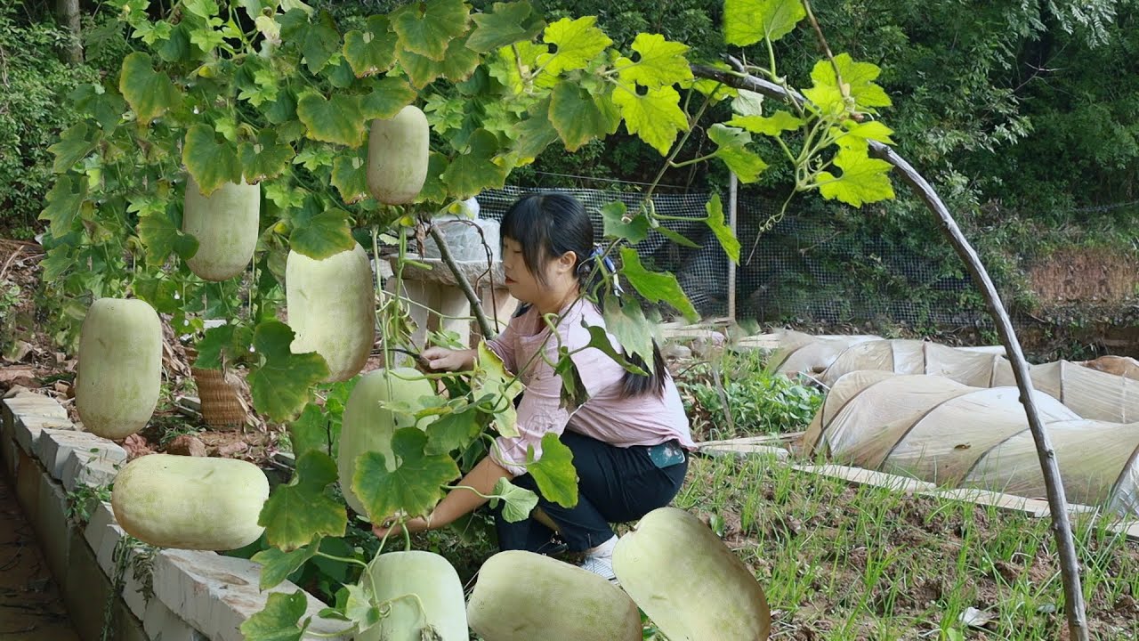 Winter Melon 摘幾個冬瓜，做冬瓜燉雞 / 冬瓜釀肉 / 素炒冬瓜！香嫩爽滑，湯鮮味美！【余小鄉】