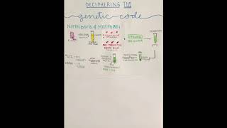 Riley Thomas Genetics Exam 3-2 B