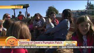 1920x1080 Daves Pumpkin Patch « Good Day Sacramento