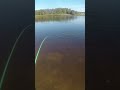 unexpected flathead yewww