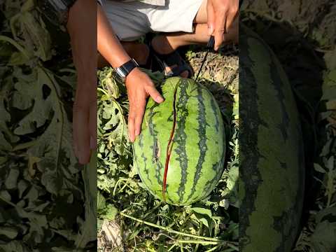 Satisfying watermelon very fresh l Fresh cutting watermelon