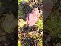 Beautiful pink hermit crab shell Playa del Carmen Mexico tropical Caribbean Sea tidal pool beach